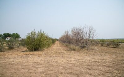 🌾 El Altar de la Escasez: Cuando el «Con Todo» se Hace Alabanza